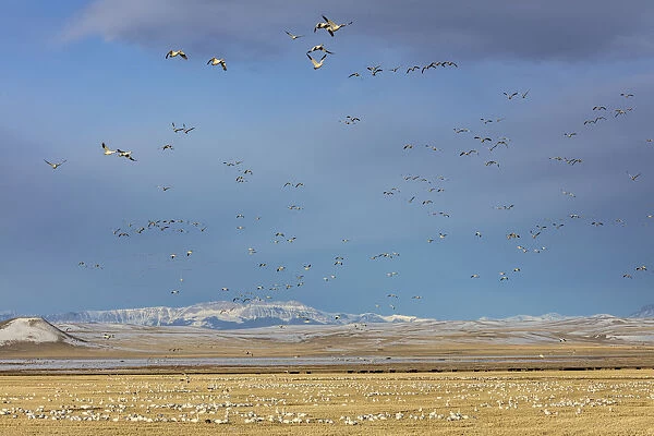 Snow geese feeding in barley field stubble near Freezeout Lake Wildlife Management
