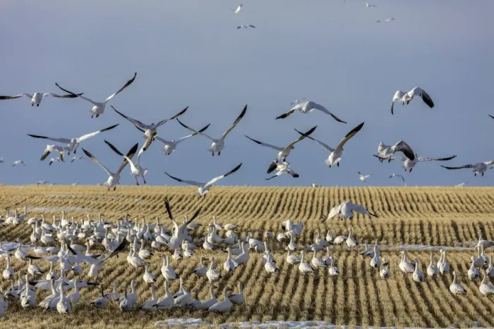 Framed Print : Snow geese feeding in barley field stubble near Freezeout Lake Wildlife Management Framed Print : Snow geese feeding in barley field stubble near Freezeout Lake Wildlife Management