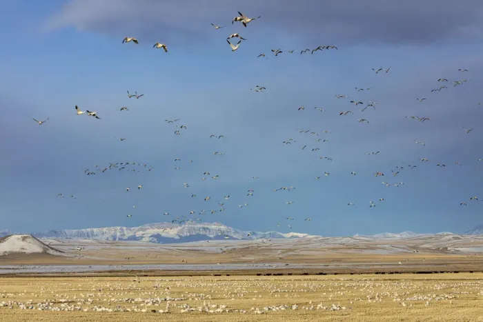 Framed Print : Snow geese feeding in barley field stubble near Freezeout Lake Wildlife Management
