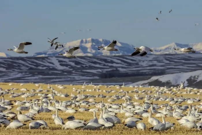 Framed Print : Snow geese feeding in barley field stubble near Freezeout Lake Wildlife Management