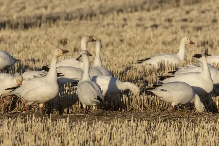 Framed Print : Snow geese feeding in barley field stubble near Freezeout Lake Wildlife Management