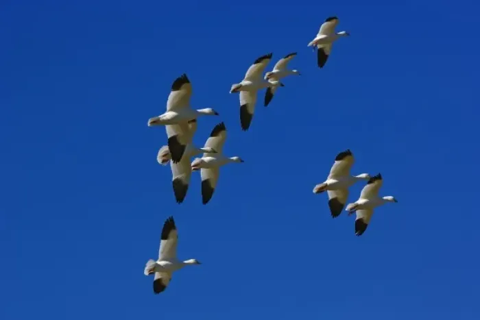 Framed Print : Snow Geese in flight, Anser Caerulescens, Bosque Del Apache National Wildlife Refuge Framed Print : Snow Geese in flight, Anser Caerulescens, Bosque Del Apache National Wildlife Refuge