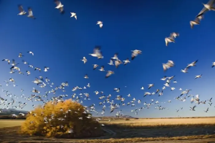 Framed Print : Snow Geese in flight, Anser Caerulescens, Bosque Del Apache National Wildlife Refuge Framed Print : Snow Geese in flight, Anser Caerulescens, Bosque Del Apache National Wildlife Refuge