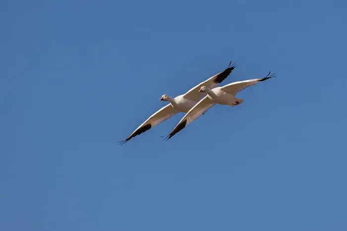 Framed Print : Snow geese in flight. Bosque del Apache National Wildlife Refuge, New Mexico Framed Print : Snow geese in flight. Bosque del Apache National Wildlife Refuge, New Mexico