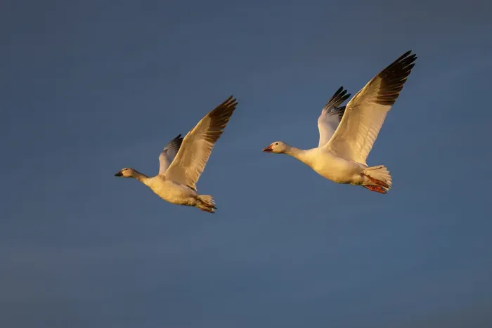 Framed Print : Snow geese in flight. Bosque del Apache National Wildlife Refuge, New Mexico Framed Print : Snow geese in flight. Bosque del Apache National Wildlife Refuge, New Mexico