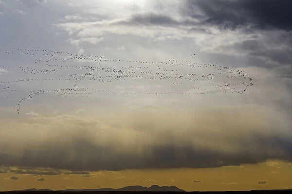 Snow geese in flight during spring migration at Freezeout Lake WMA near Choteau, Montana