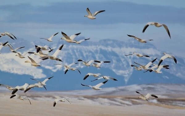 Snow geese in flight during spring migration along the Rocky Mountain Front at Freezeout