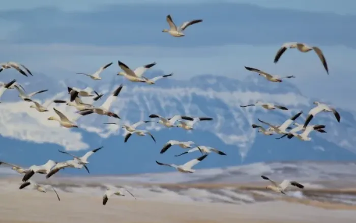 Framed Print : Snow geese in flight during spring migration along the Rocky Mountain Front at Freezeout Framed Print : Snow geese in flight during spring migration along the Rocky Mountain Front at Freezeout
