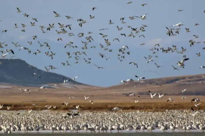 Framed Print : Snow geese in flight during spring migration along the Rocky Mountain Front at Freezeout Framed Print : Snow geese in flight during spring migration along the Rocky Mountain Front at Freezeout