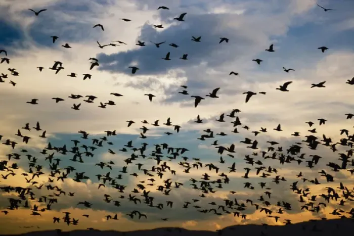 Framed Print : Snow Geese in flight at sunrise, Anser Caerulescens, Bosque Del Apache National Wildlife Refuge