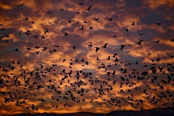 Snow Geese in flight at sunrise, Anser Caerulescens, Bosque Del Apache National Wildlife Refuge