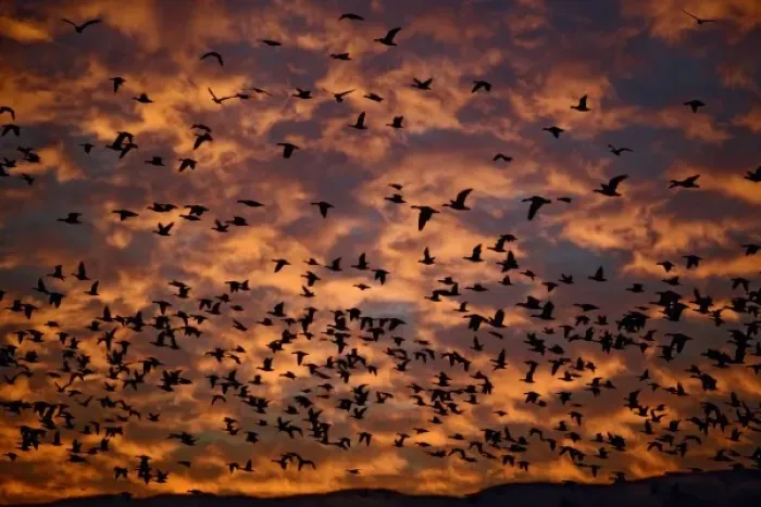 Framed Print : Snow Geese in flight at sunrise, Anser Caerulescens, Bosque Del Apache National Wildlife Refuge