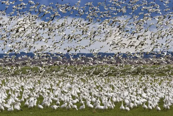 Framed Print : Snow Geese Flock Framed Print : Snow Geese Flock