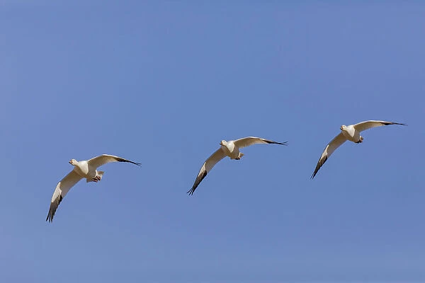 Snow geese flying. Bosque del Apache National Wildlife Refuge, New Mexico