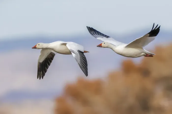 Framed Print : Snow geese flying. Bosque del Apache National Wildlife Refuge, New Mexico