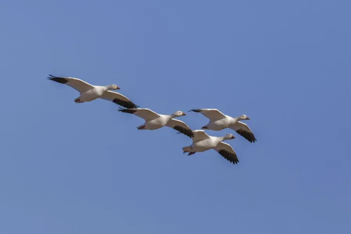 Framed Print : Snow geese flying. Bosque del Apache National Wildlife Refuge, New Mexico Framed Print : Snow geese flying. Bosque del Apache National Wildlife Refuge, New Mexico