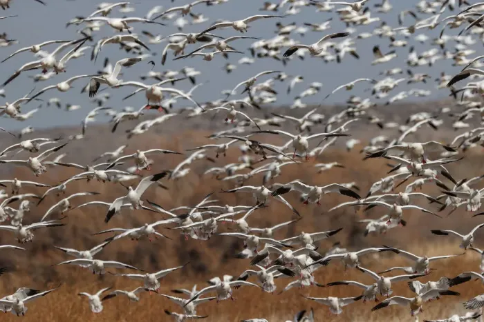 Framed Print : Snow geese flying. Bosque del Apache National Wildlife Refuge, New Mexico Framed Print : Snow geese flying. Bosque del Apache National Wildlife Refuge, New Mexico
