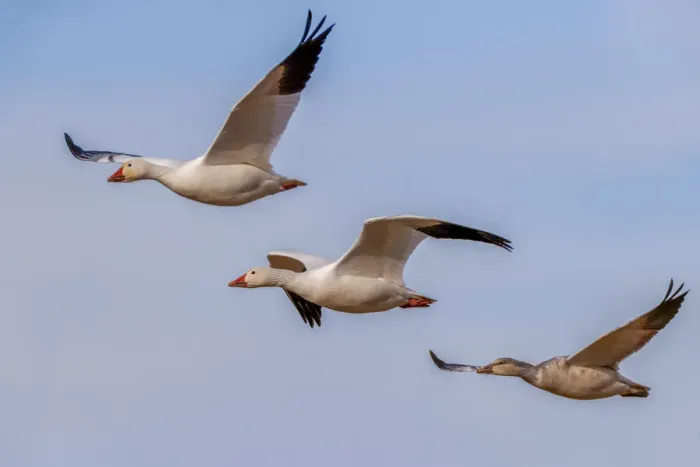 Framed Print : Snow geese flying. Bosque del Apache National Wildlife Refuge, New Mexico Framed Print : Snow geese flying. Bosque del Apache National Wildlife Refuge, New Mexico