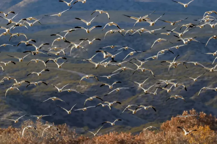Framed Print : Snow geese flying. Bosque del Apache National Wildlife Refuge, New Mexico