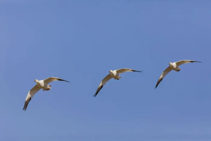 Framed Print : Snow geese flying. Bosque del Apache National Wildlife Refuge, New Mexico