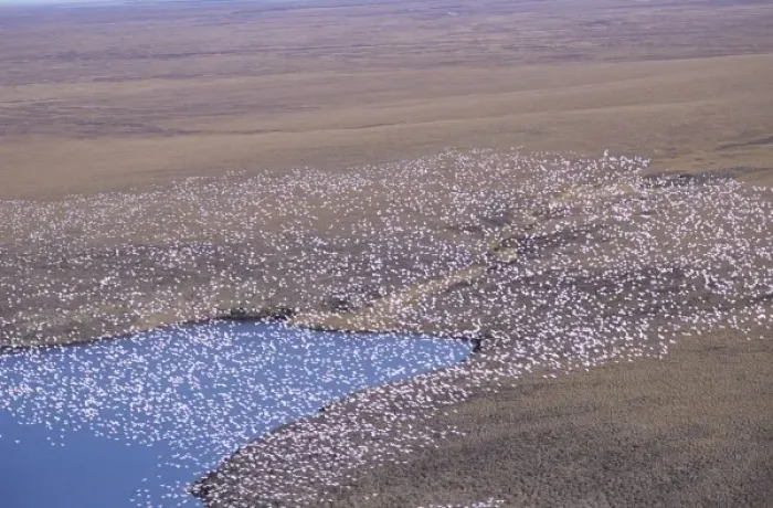 Framed Print : Snow Geese flying in formation over the Arctic National Wildlife Refuge, Alaska Framed Print : Snow Geese flying in formation over the Arctic National Wildlife Refuge, Alaska