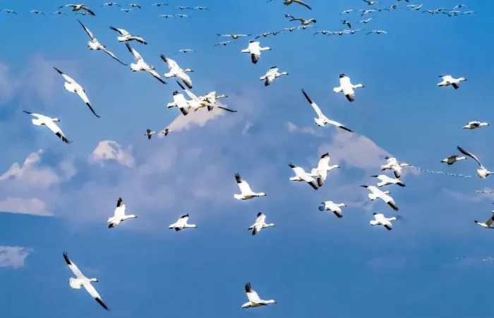 Framed Print : Snow geese flying, Skagit Valley, Washington State