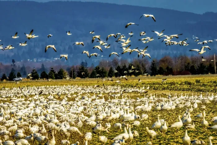 Framed Print : Snow geese flying, Skagit Valley, Washington State
