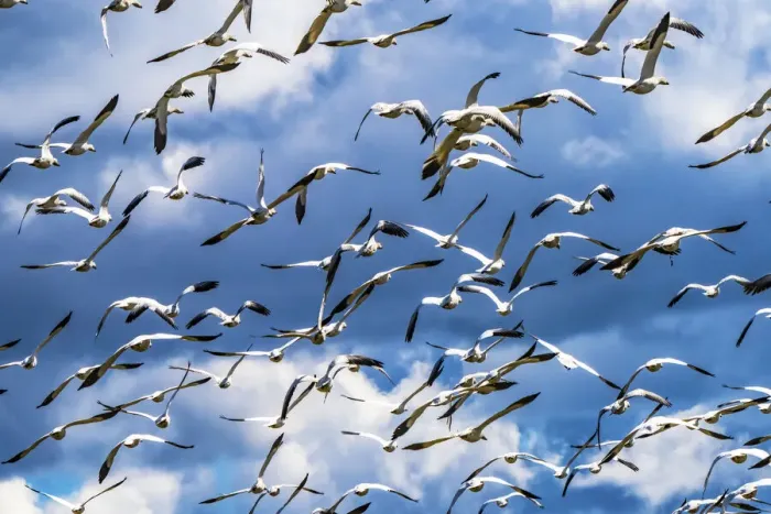 Framed Print : Snow geese flying, Skagit Valley, Washington State