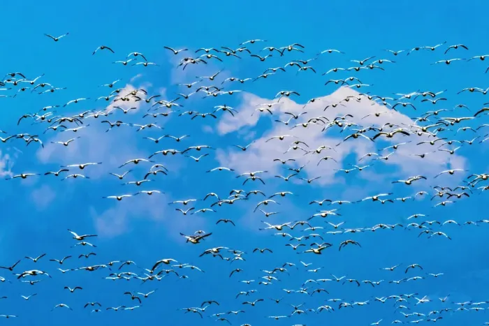 Framed Print : Snow geese flying, Skagit Valley, Washington State