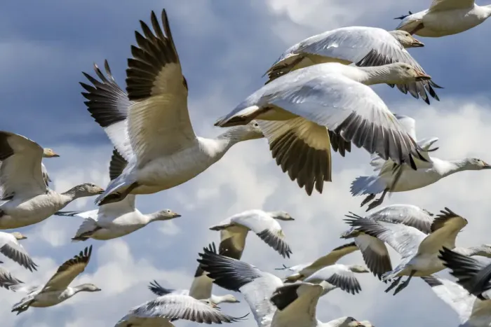 Framed Print : Snow geese flying, Skagit Valley, Washington State