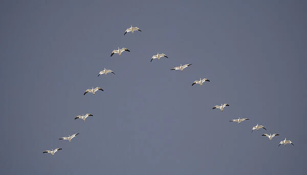 Snow geese flying in vee formation. Credit as: Arthur Morris  /  Jaynes Gallery  /  Danita Delimont