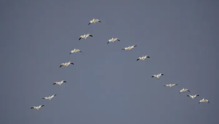 Framed Print : Snow geese flying in vee formation. Credit as: Arthur Morris  /  Jaynes Gallery  /  Danita Delimont