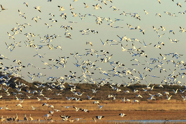 Snow geese take off from their morning roost, Bosque del Apache NWR, New Mexico
