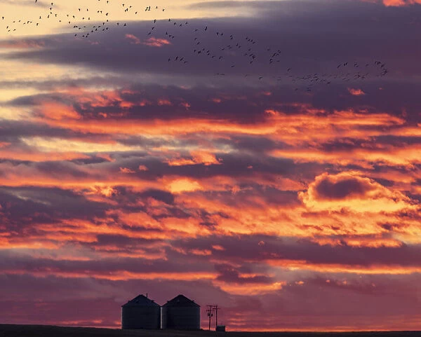 Snow geese silhouetted against sunrise sky during spring migration at Freezeout Lake