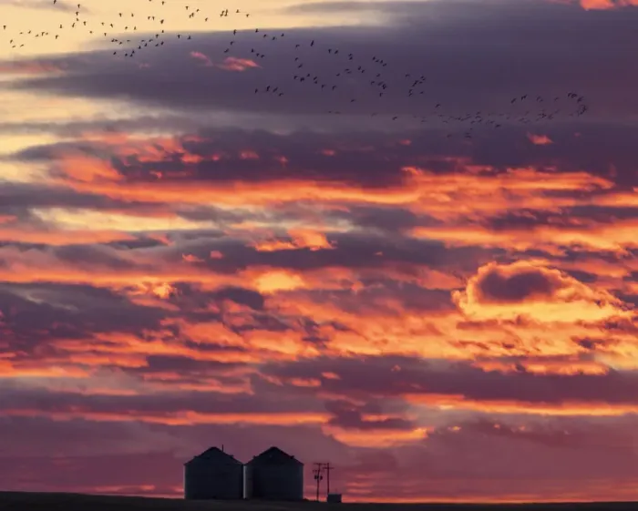 Framed Print : Snow geese silhouetted against sunrise sky during spring migration at Freezeout Lake