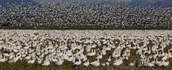 Framed Print : Snow geese, Skagit Valley, Washington, USA Framed Print : Snow geese, Skagit Valley, Washington, USA