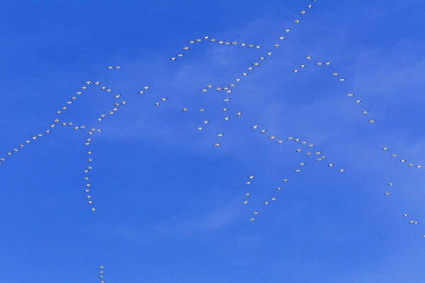 Snow geese fill the sky with patterns during spring migration at Freezeout Lake WMA near Choteau