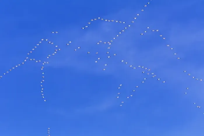 Framed Print : Snow geese fill the sky with patterns during spring migration at Freezeout Lake WMA near Choteau Framed Print : Snow geese fill the sky with patterns during spring migration at Freezeout Lake WMA near Choteau