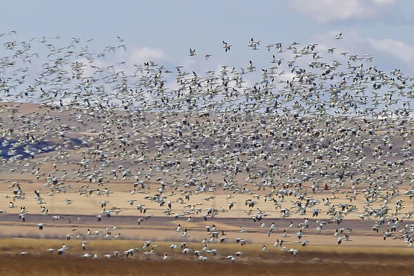 Snow geese during spring migration at Freezeout Lake WMA, Montana, USA