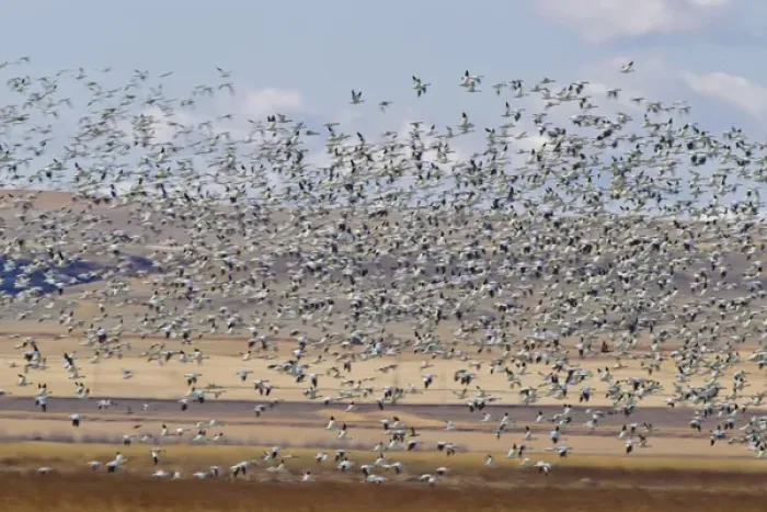 Framed Print : Snow geese during spring migration at Freezeout Lake WMA, Montana, USA Framed Print : Snow geese during spring migration at Freezeout Lake WMA, Montana, USA