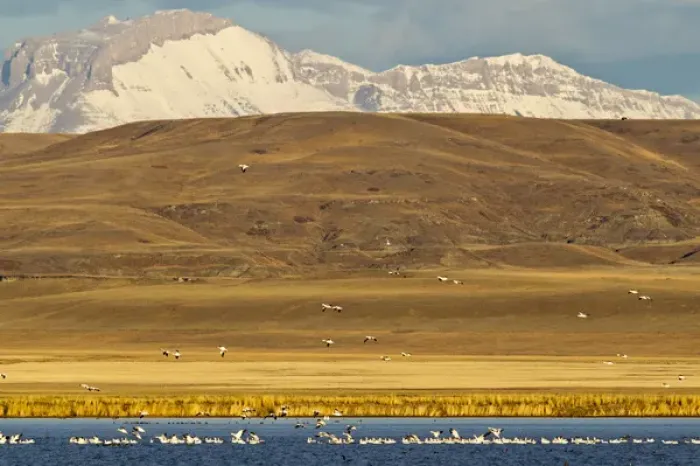 Framed Print : Snow geese during spring migration at Freezeout Lake WMA, Montana, USA