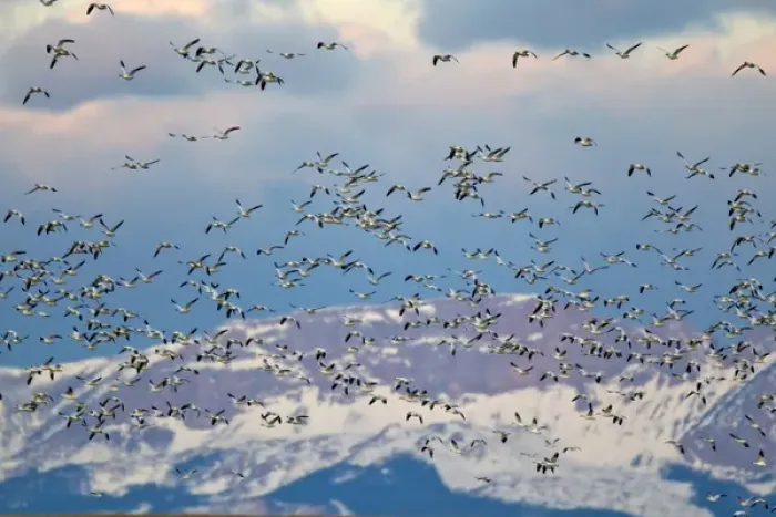 Framed Print : Snow geese during spring migration at Freezeout Lake WMA, Montana, USA
