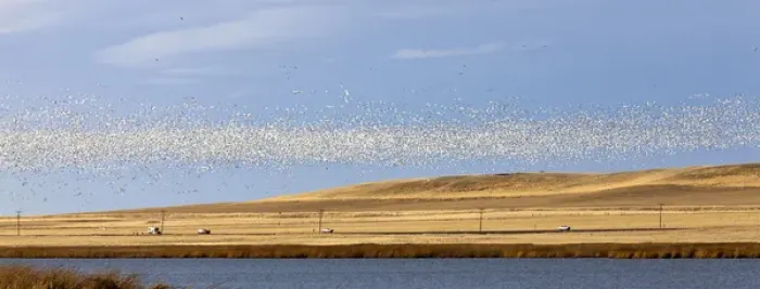 Framed Print : Snow geese during spring migration at Freezeout Lake WMA, Montana, USA