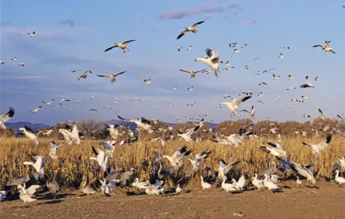 Framed Print : Snow Goose, Chen caerulescens, in flight, Bosque del Apache National Wildlife Refuge Framed Print : Snow Goose, Chen caerulescens, in flight, Bosque del Apache National Wildlife Refuge