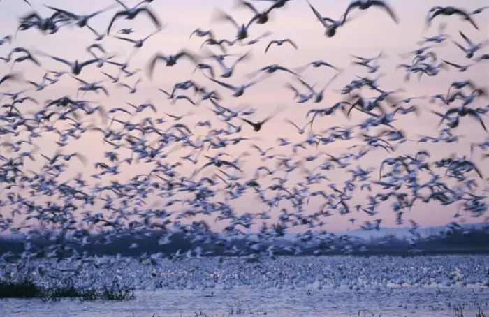 Framed Print : Snow Goose, Chen caerulescens, flock in flight, Bosque del Apache National Wildlife Refuge Framed Print : Snow Goose, Chen caerulescens, flock in flight, Bosque del Apache National Wildlife Refuge