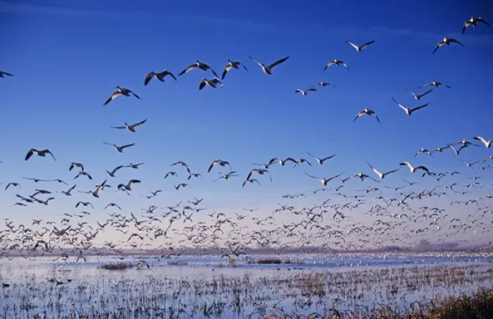 Framed Print : Snow Goose, Chen caerulescens, flock in flight, Bosque del Apache National Wildlife Refuge Framed Print : Snow Goose, Chen caerulescens, flock in flight, Bosque del Apache National Wildlife Refuge