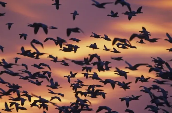 Framed Print : Snow Goose, Chen caerulescens, flock in flight at sunrise, Bosque del Apache National Framed Print : Snow Goose, Chen caerulescens, flock in flight at sunrise, Bosque del Apache National