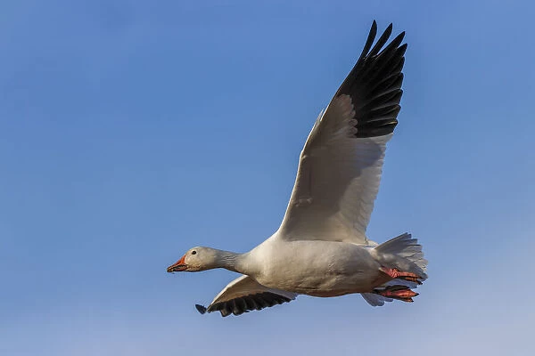 Snow goose flying. Bosque del Apache National Wildlife Refuge, New Mexico
