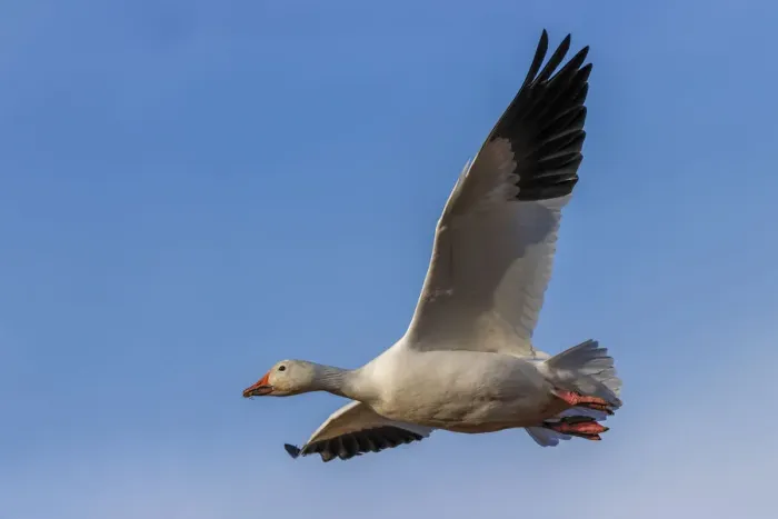 Framed Print : Snow goose flying. Bosque del Apache National Wildlife Refuge, New Mexico