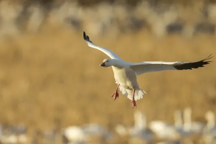 Framed Print : Snow goose landing in corn fields, Chen caerulecens, Bosque del Apache NWR, New Mexico Framed Print : Snow goose landing in corn fields, Chen caerulecens, Bosque del Apache NWR, New Mexico